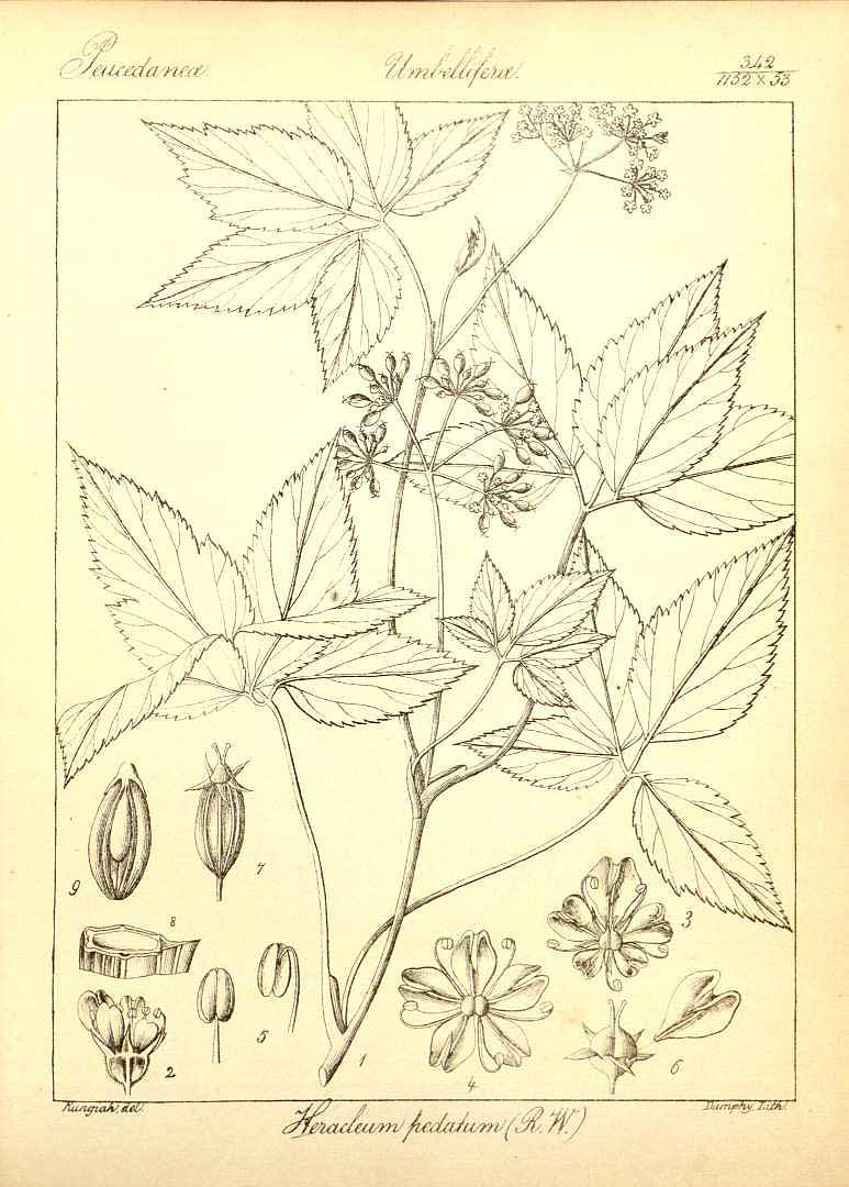 no HD illustration available (3)