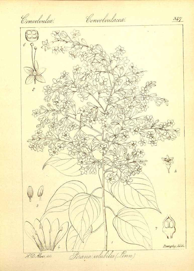 no HD illustration available (3)