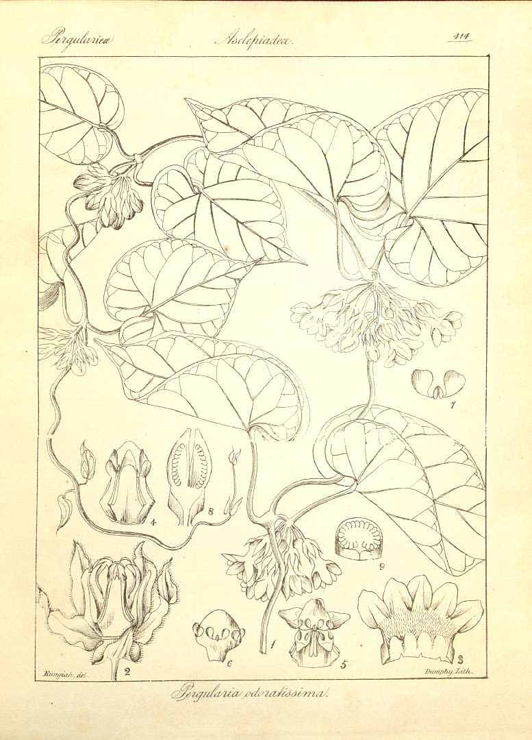 no HD illustration available (3)
