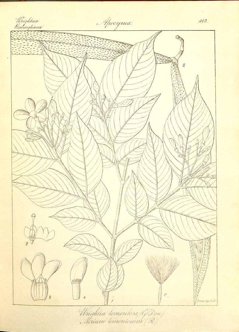 no HD illustration available (3)