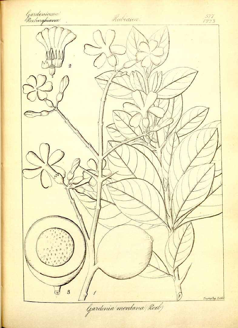 no HD illustration available (3)