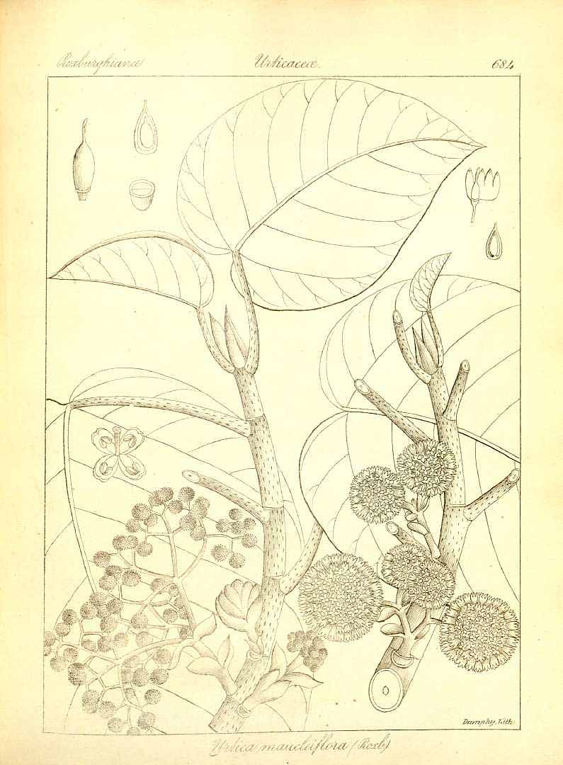 no HD illustration available (3)