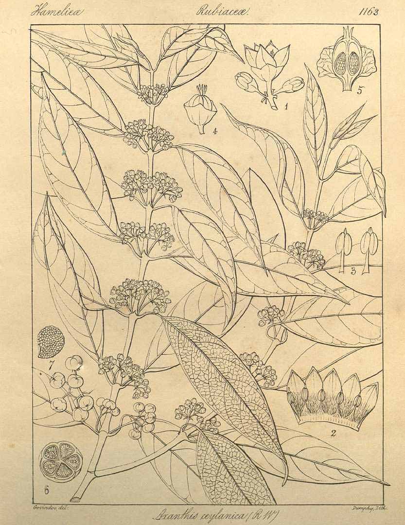 no HD illustration available (m1)