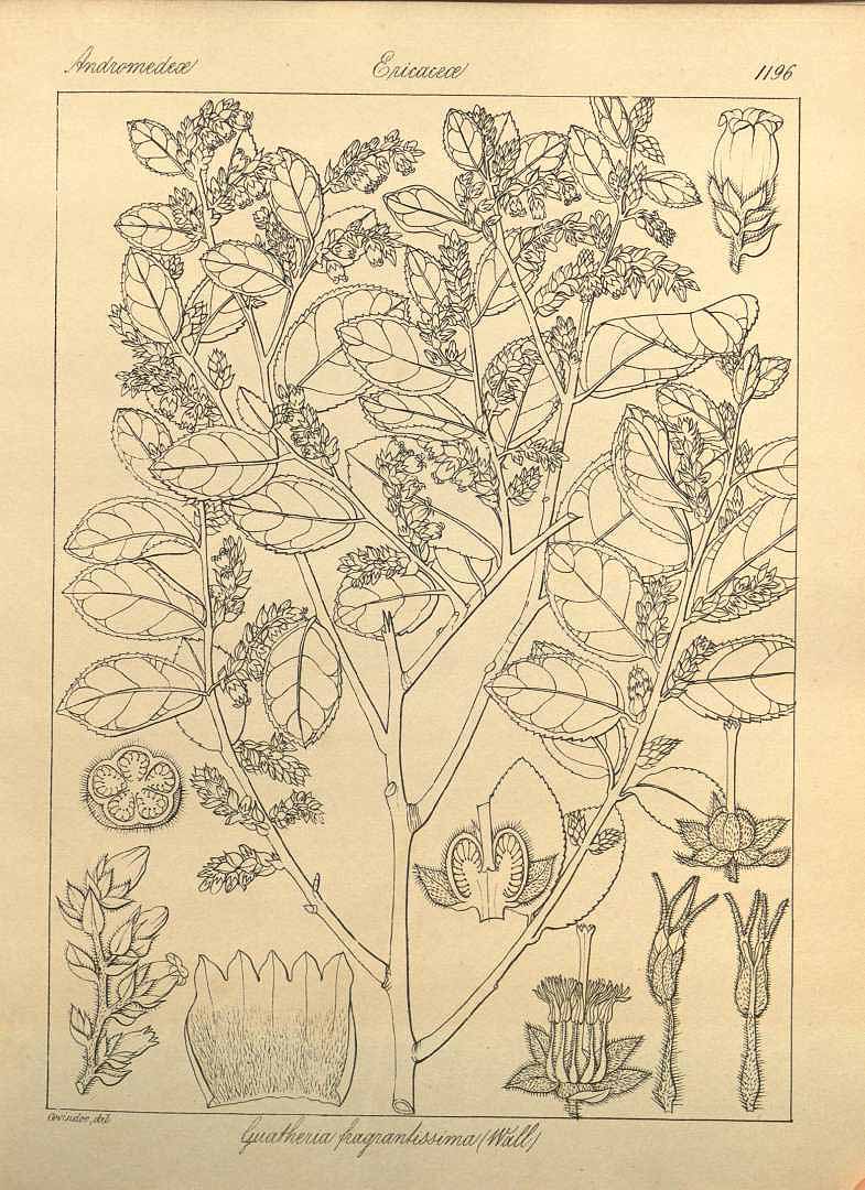 no HD illustration available (3)