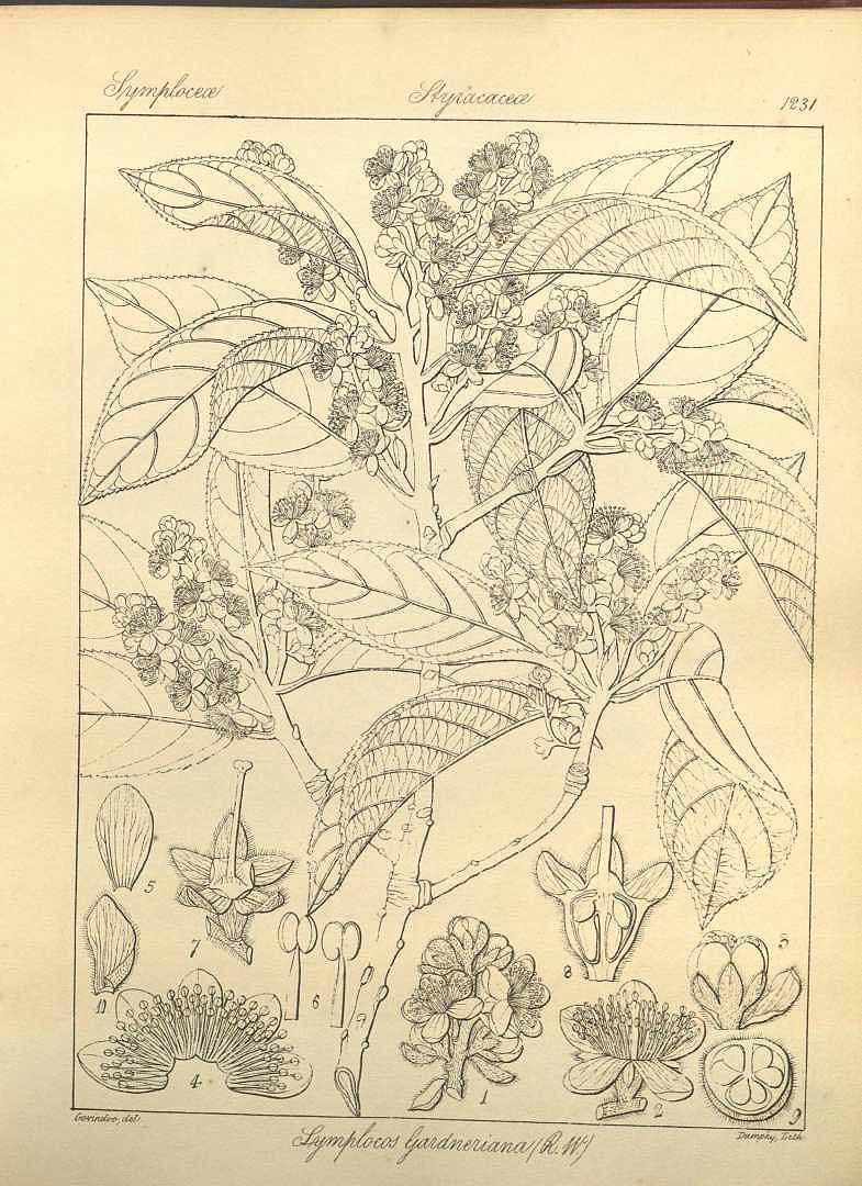 no HD illustration available (m1)