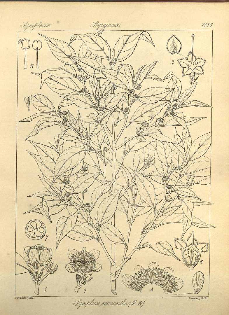 no HD illustration available (m1)