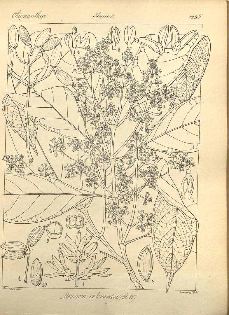no HD illustration available (3)