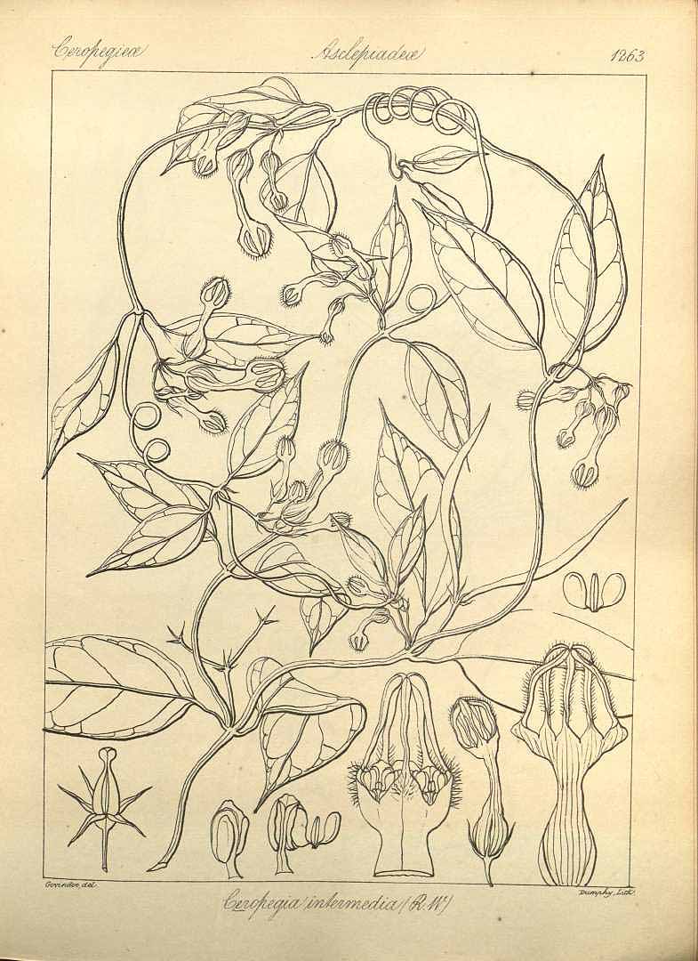 no HD illustration available (m1)