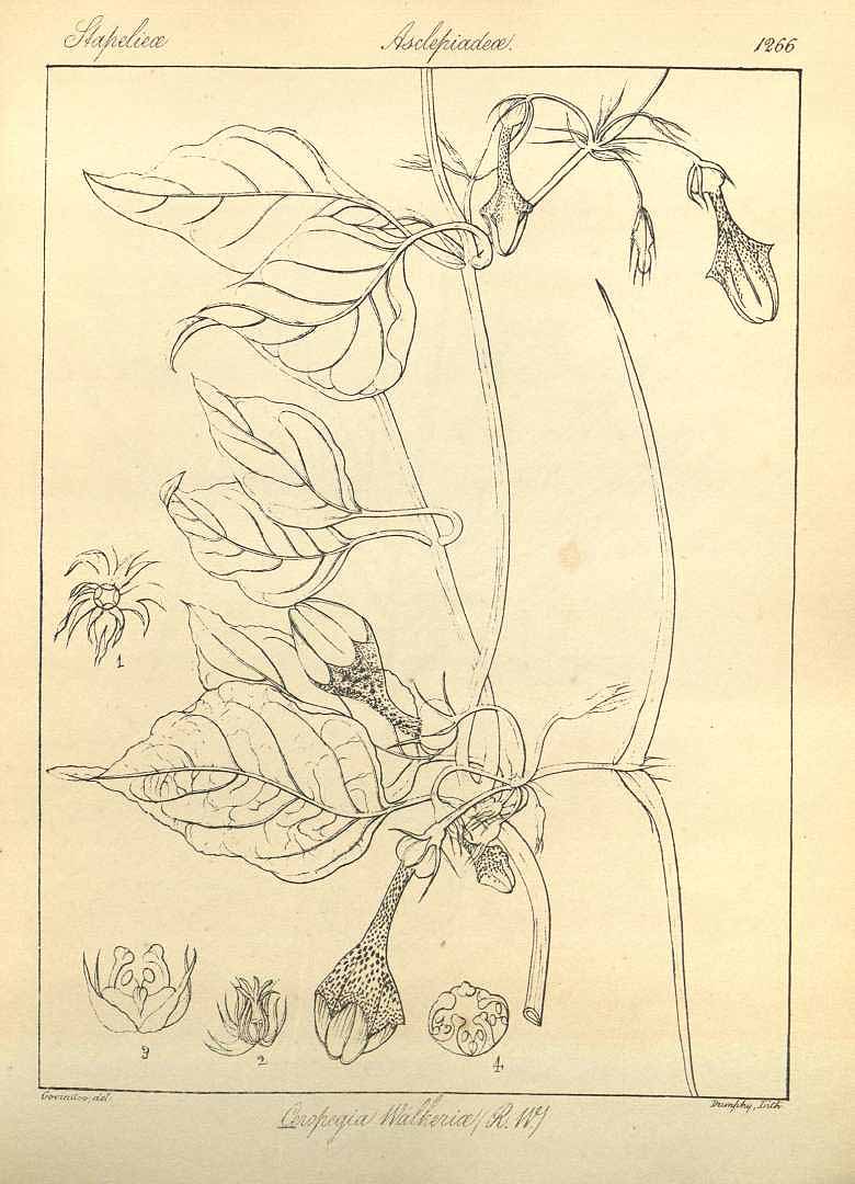 no HD illustration available (3)