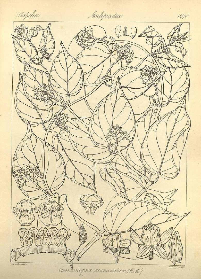 no HD illustration available (3)