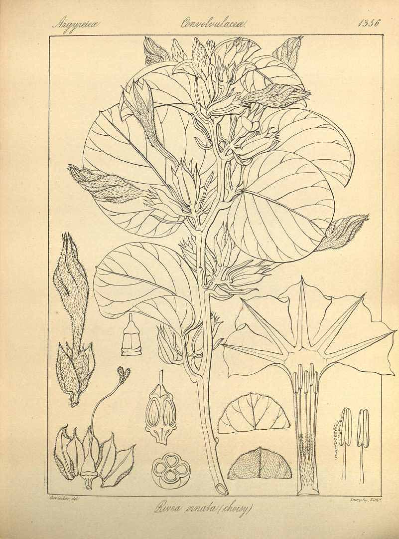 no HD illustration available (3)