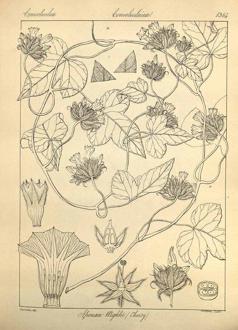 no HD illustration available (3)