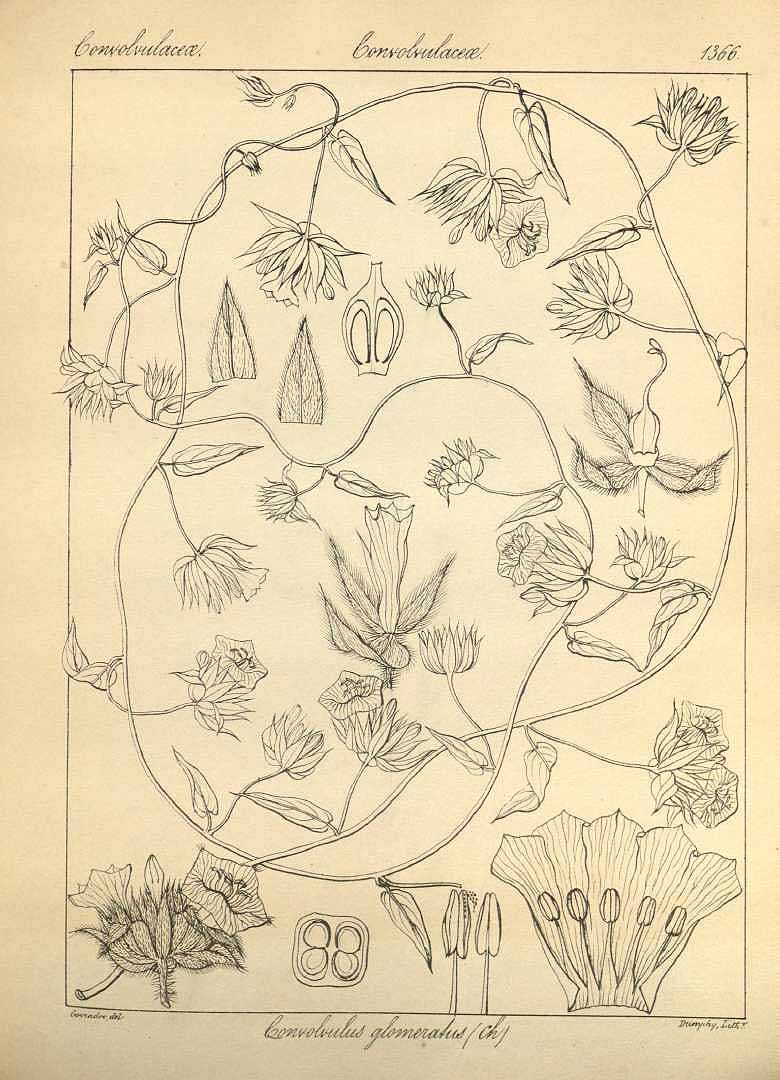 no HD illustration available (m1)