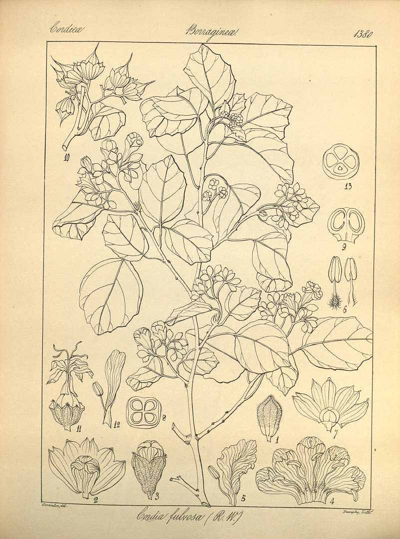 no HD illustration available (m1)