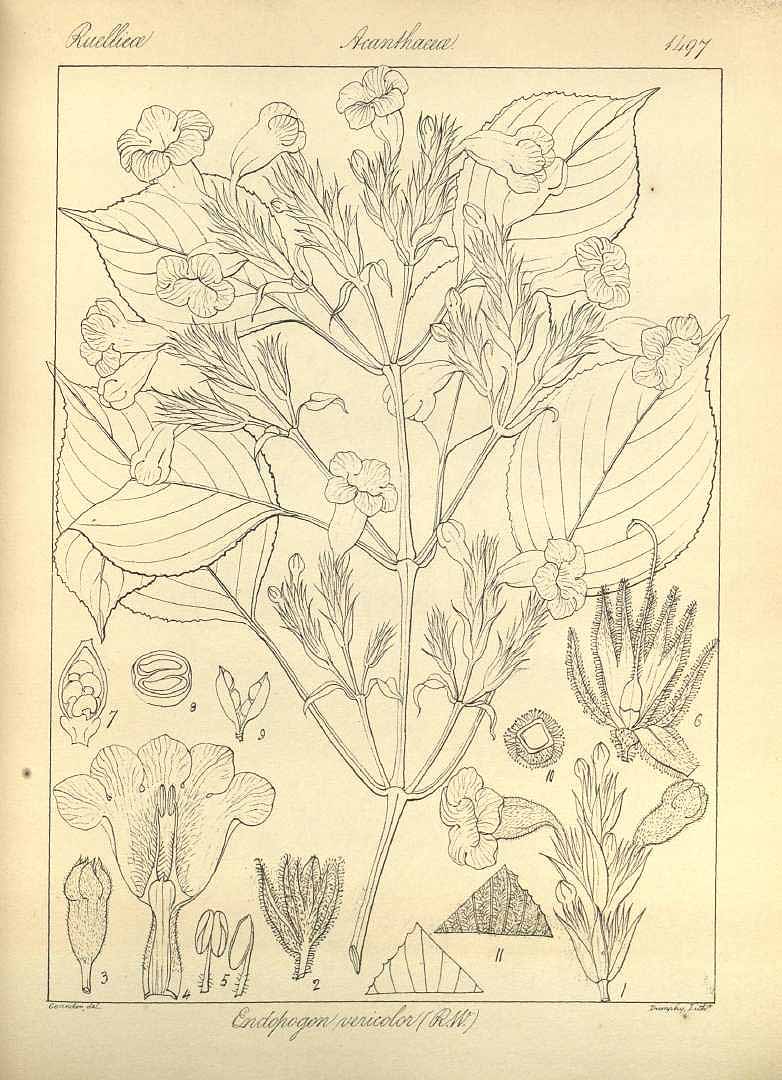 no HD illustration available (3)