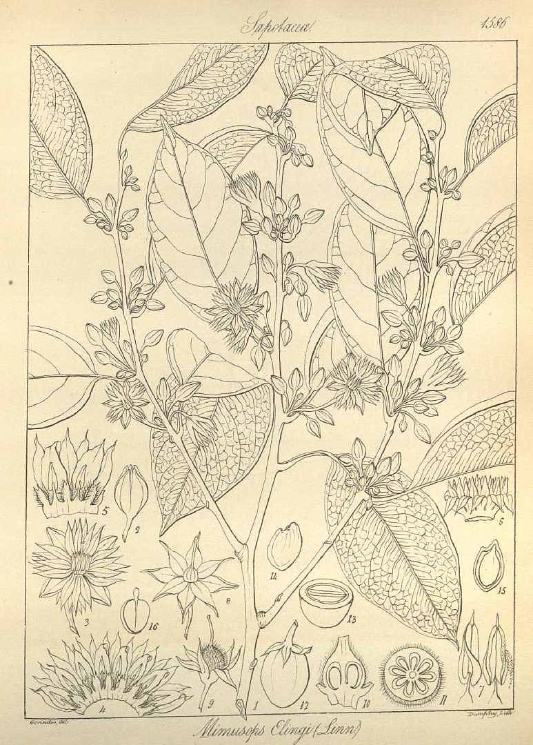 no HD illustration available (3)