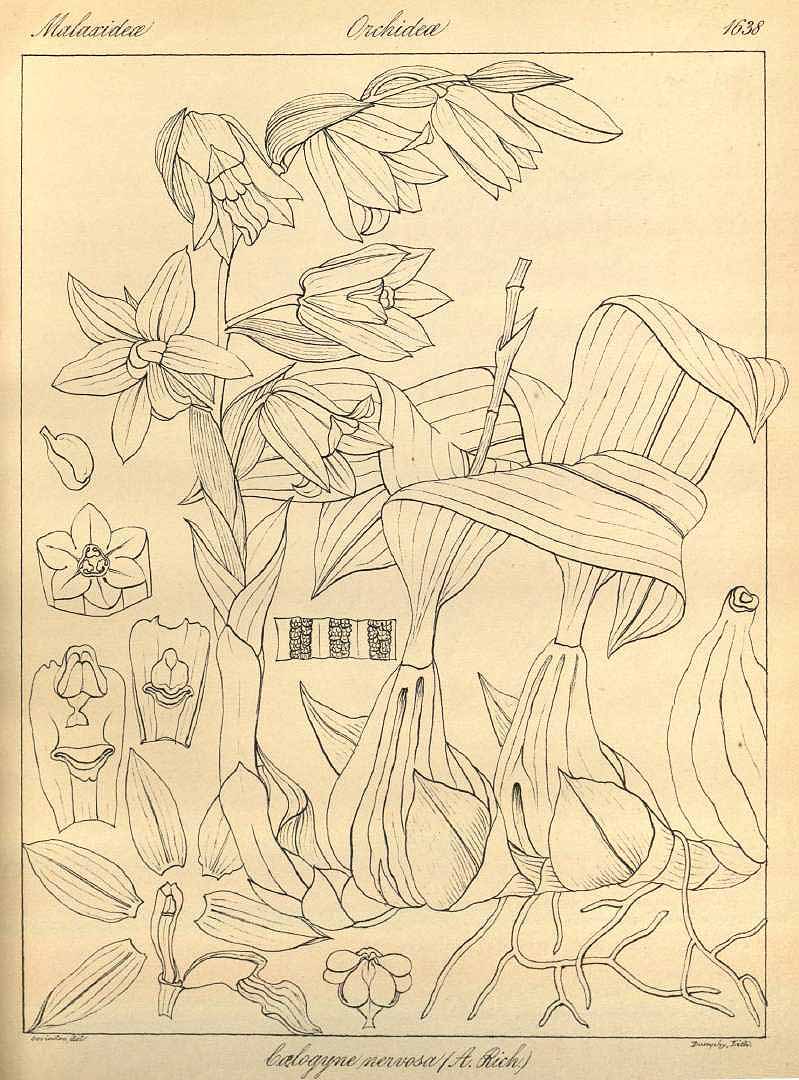 no HD illustration available (3)
