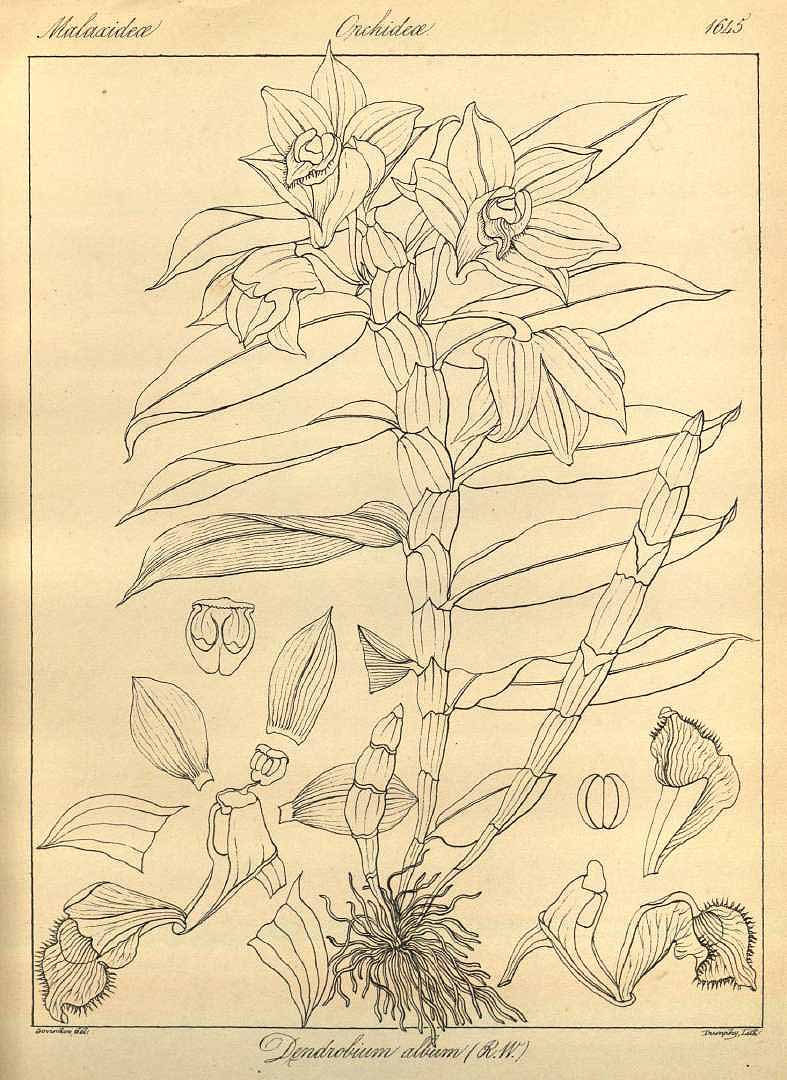 no HD illustration available (3)