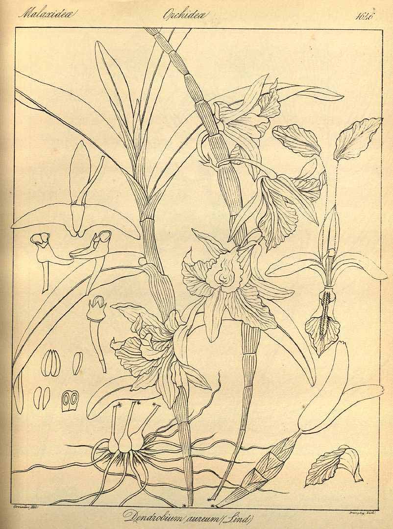 no HD illustration available (3)