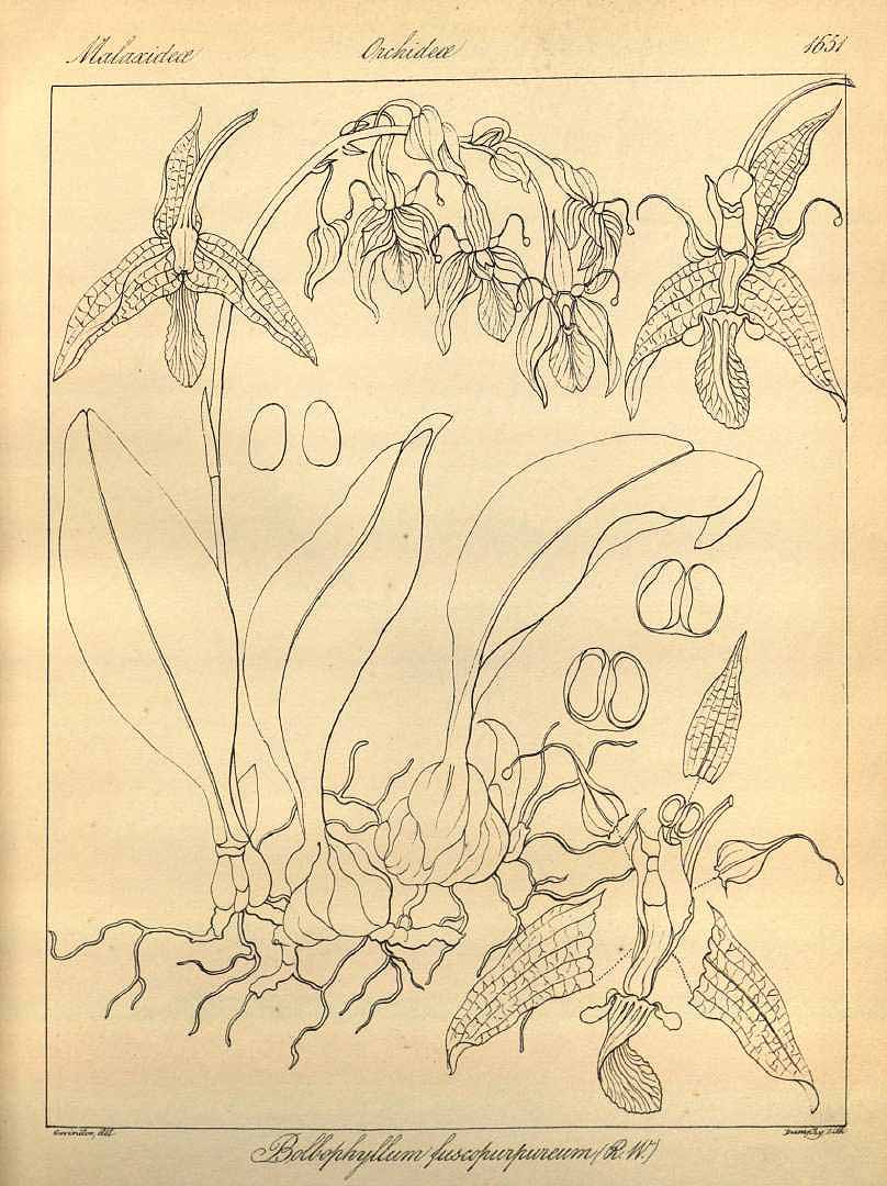 no HD illustration available (3)