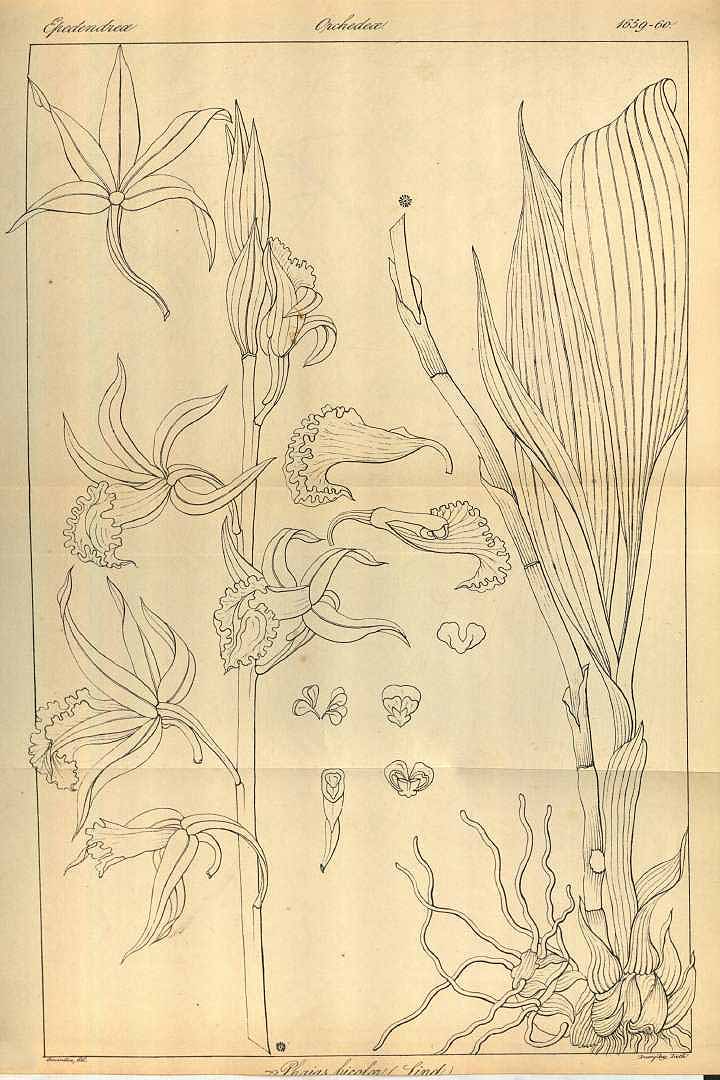 no HD illustration available (3)