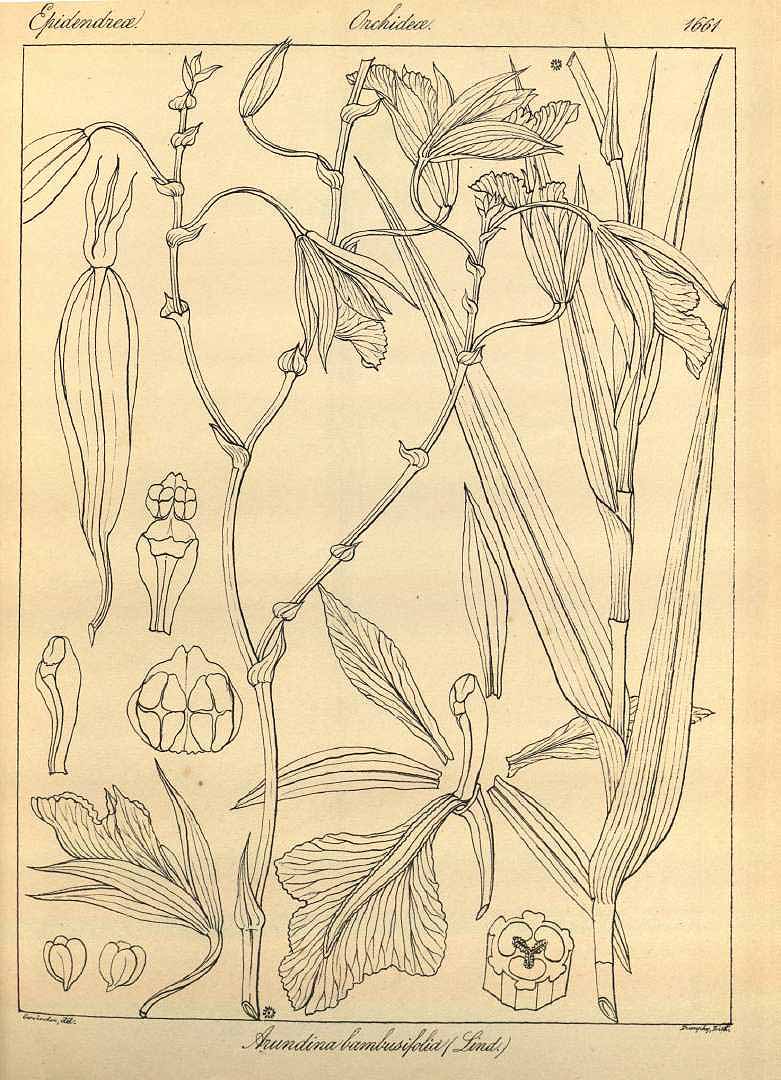 no HD illustration available (3)