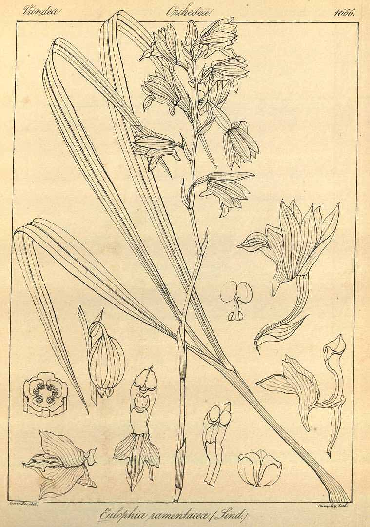 no HD illustration available (3)
