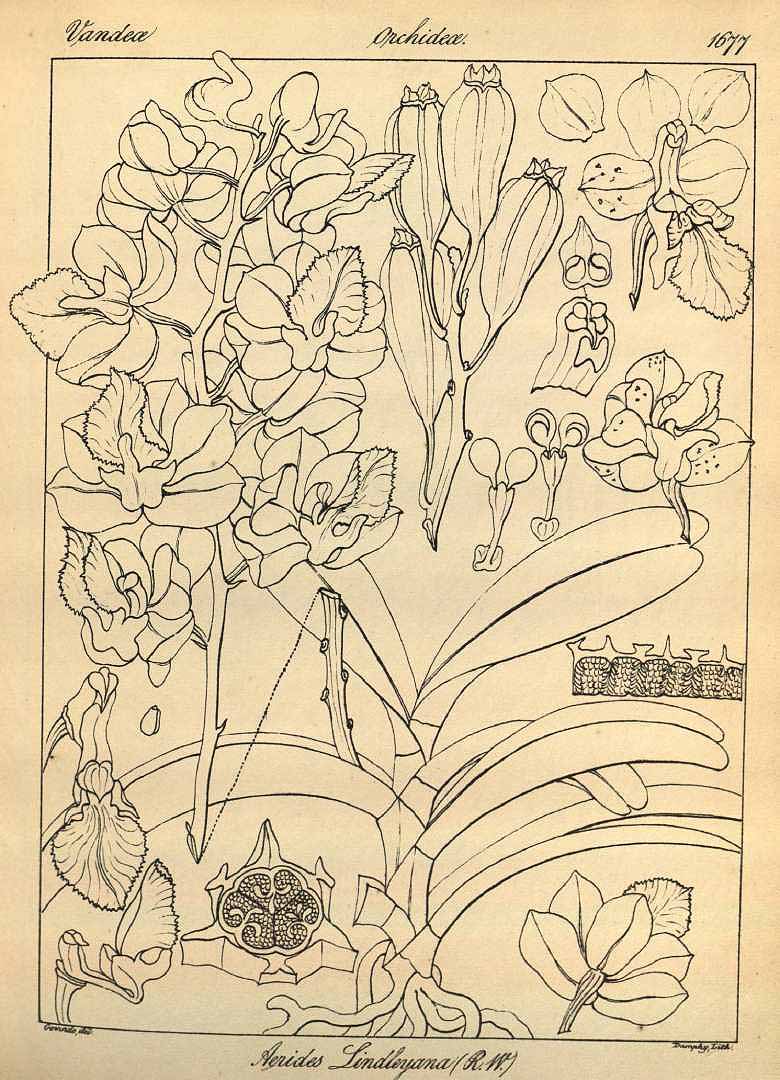 no HD illustration available (3)