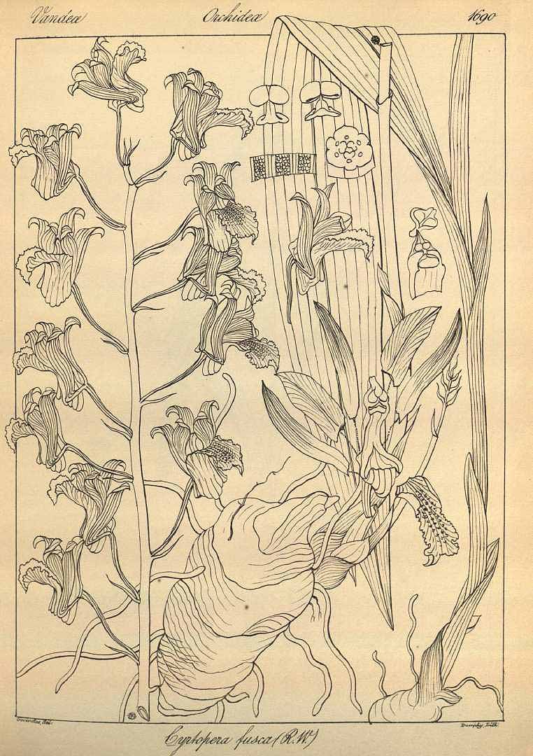 no HD illustration available (3)