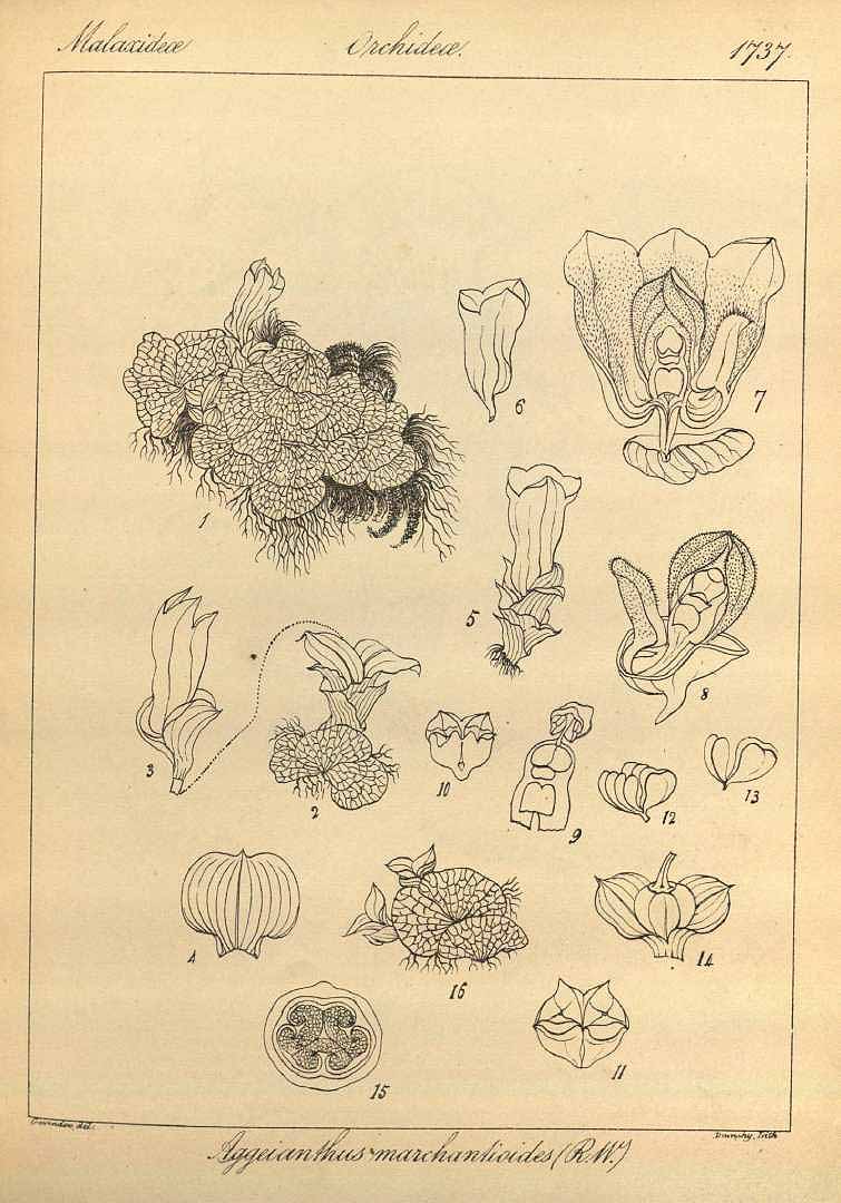 no HD illustration available (3)