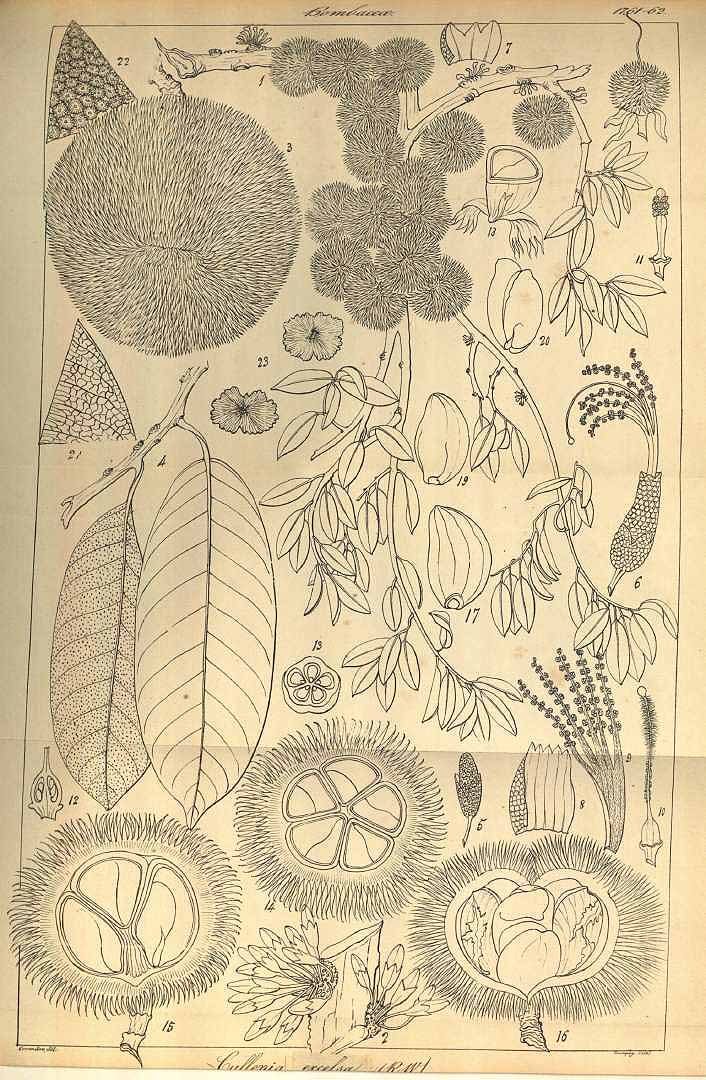 no HD illustration available (3)