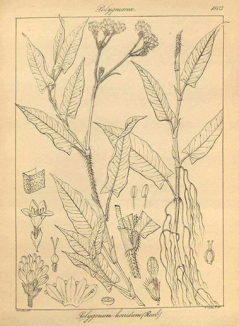 no HD illustration available (m1)