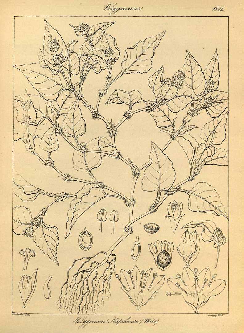 no HD illustration available (3)