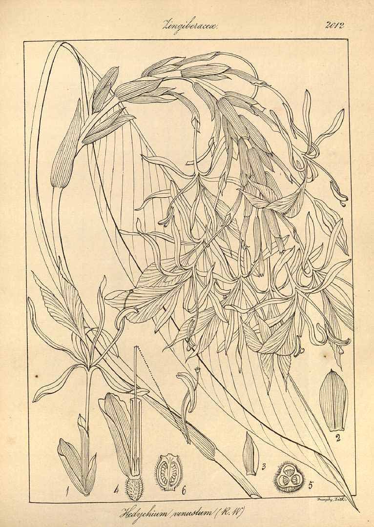 no HD illustration available (3)