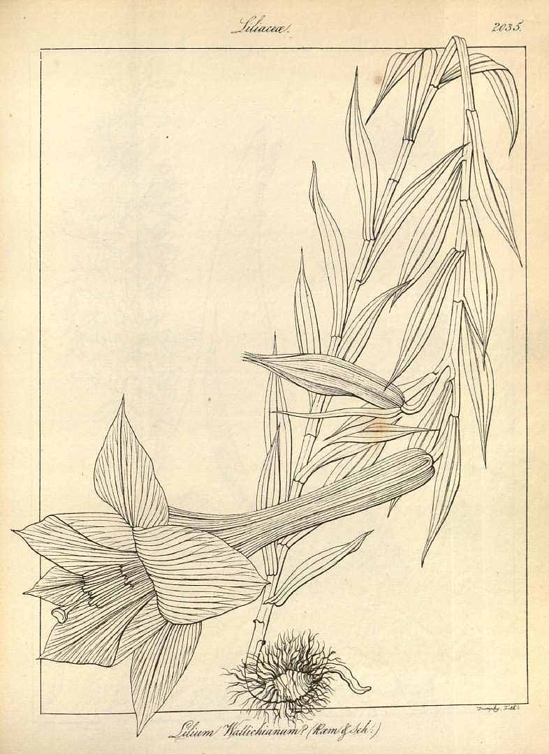 no HD illustration available (3)