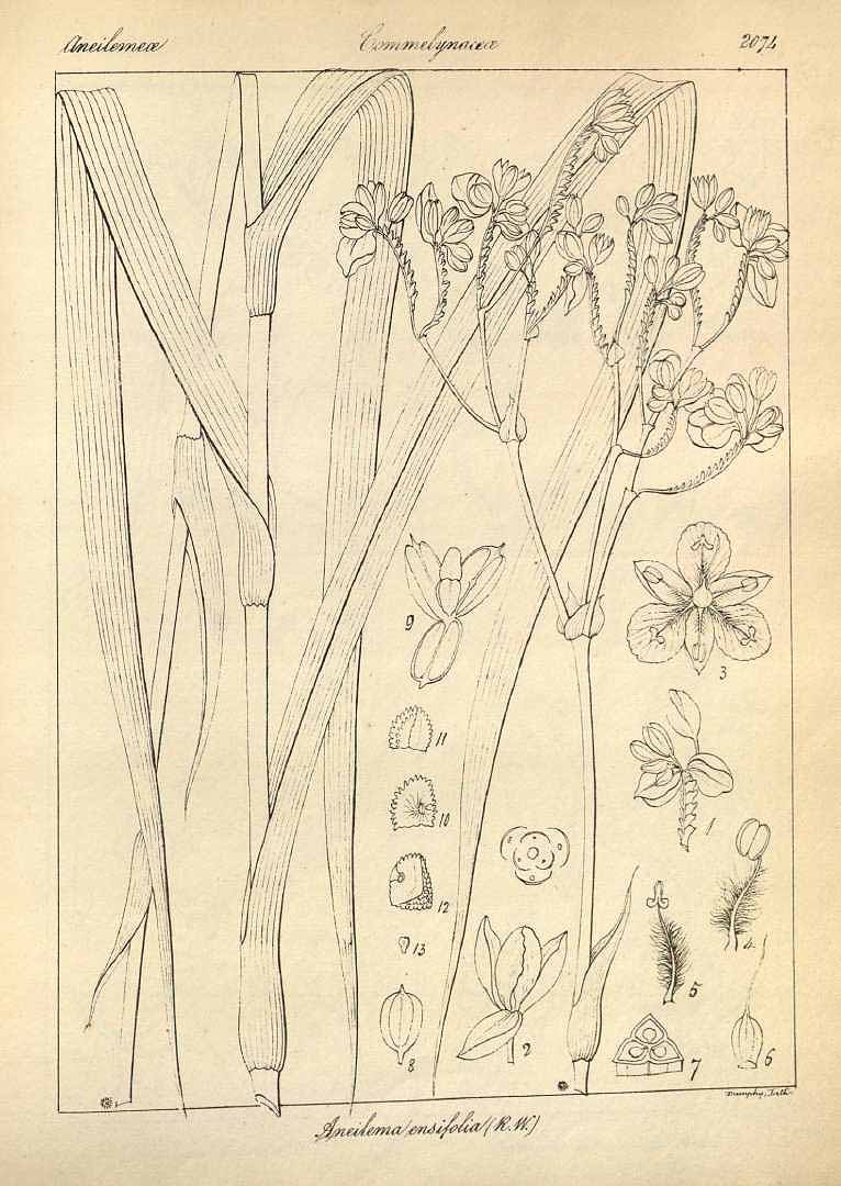 no HD illustration available (3)