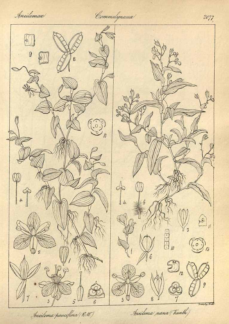 no HD illustration available (3)