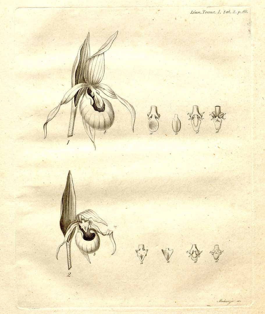 no HD illustration available (3)