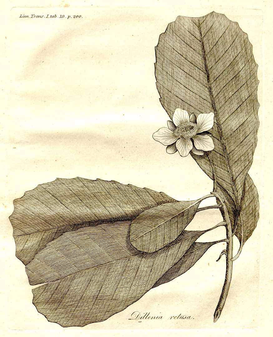 no HD illustration available (3)