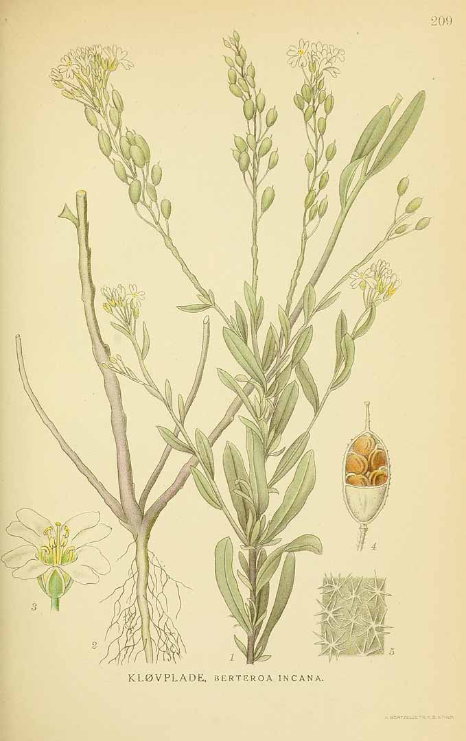 no HD illustration available (3)