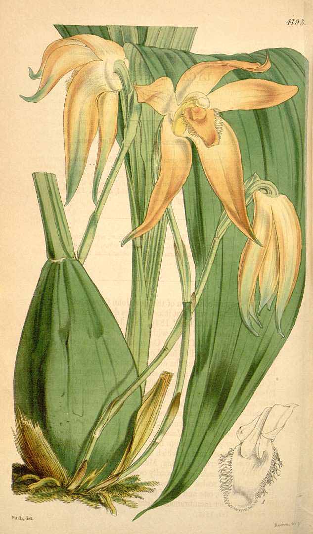 no HD illustration available (m1)