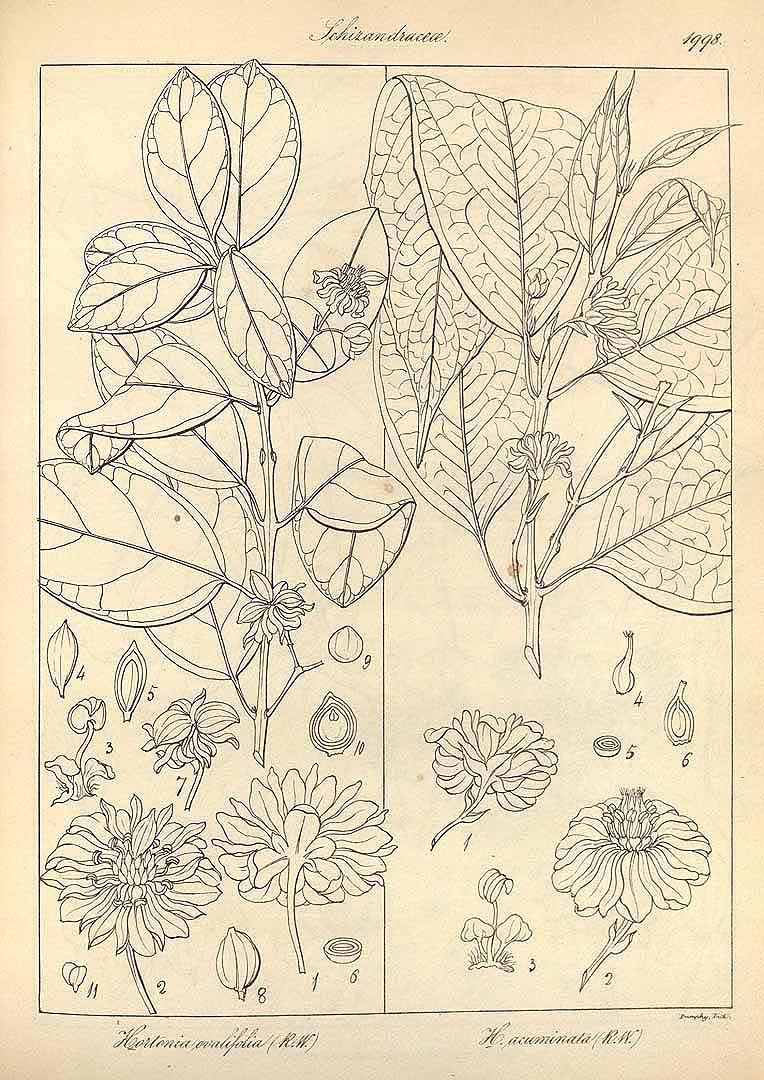 no HD illustration available (3)