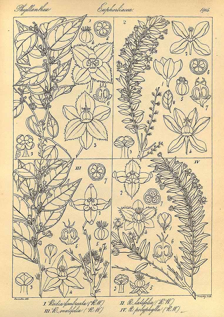 no HD illustration available (m1)