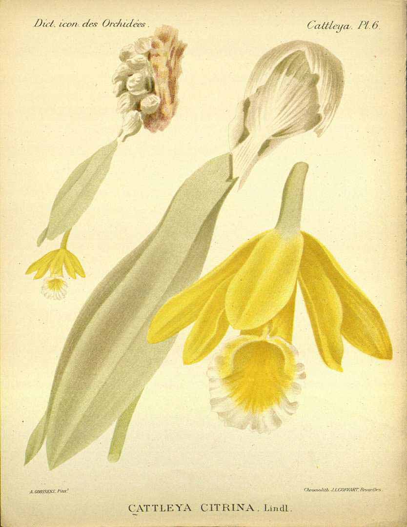 no HD illustration available (3)