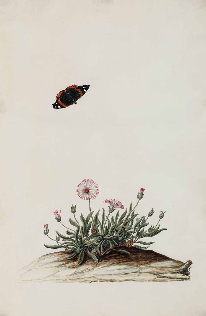 no HD illustration available (3)