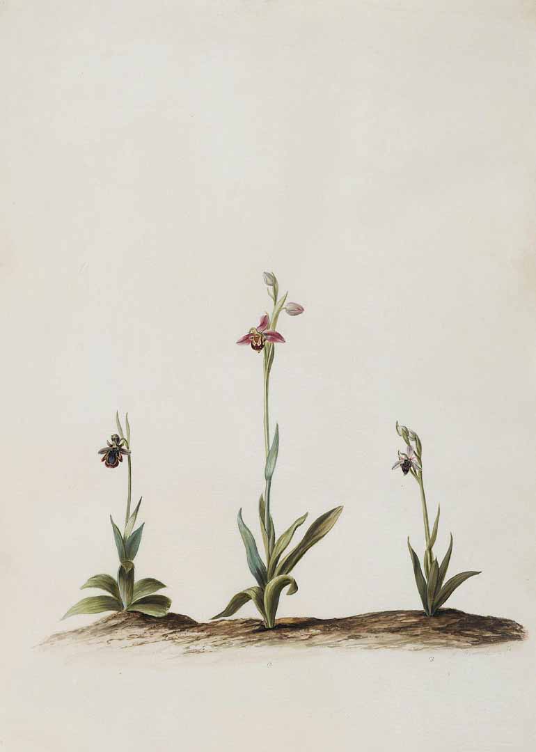 no HD illustration available (m1)