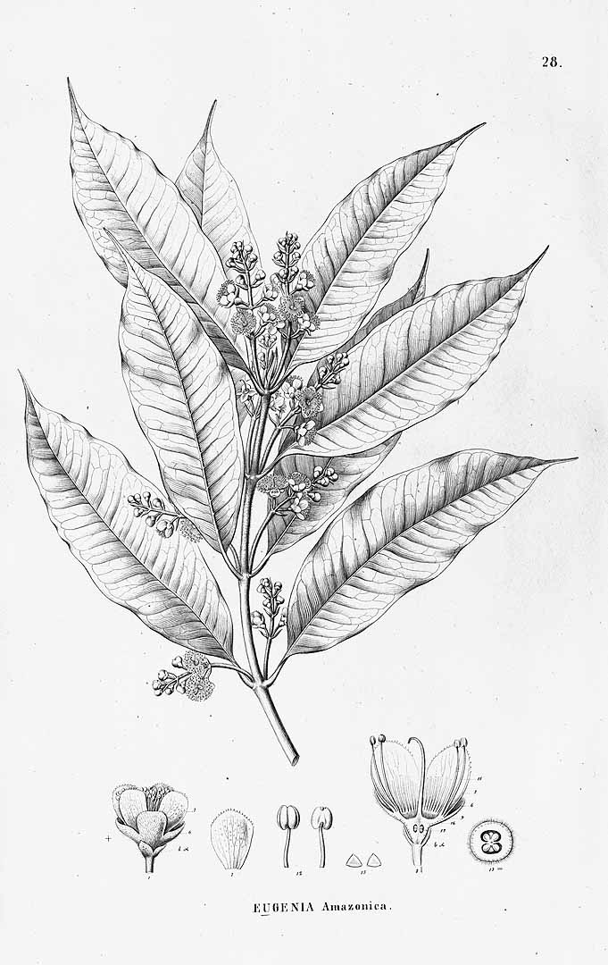 no HD illustration available (3)