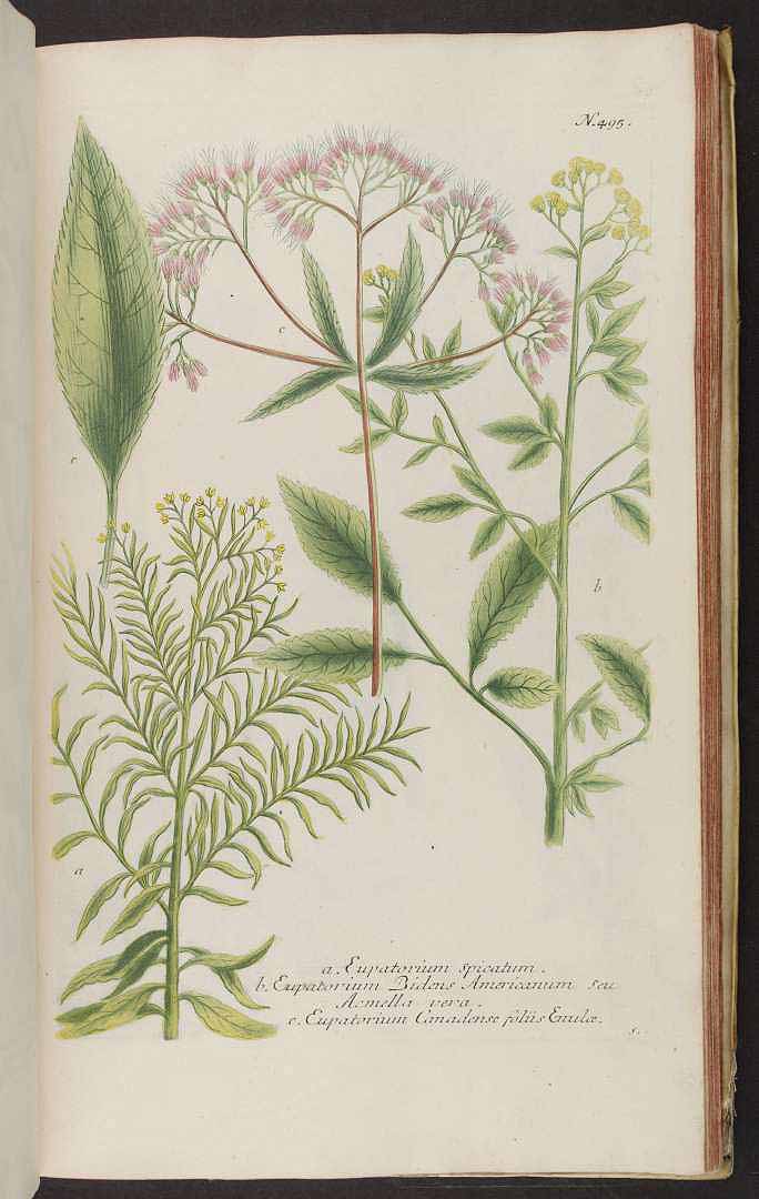 no HD illustration available (m1)