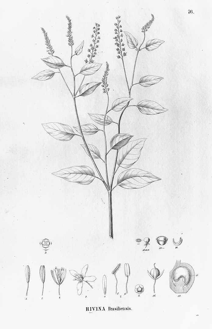 no HD illustration available (3)