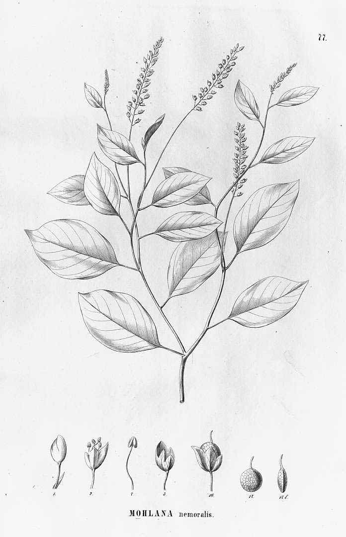 no HD illustration available (3)